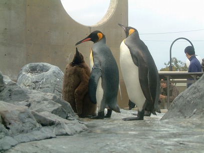 ���R���������ɂ�