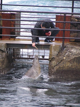 �A�U���V�ɉa������������N